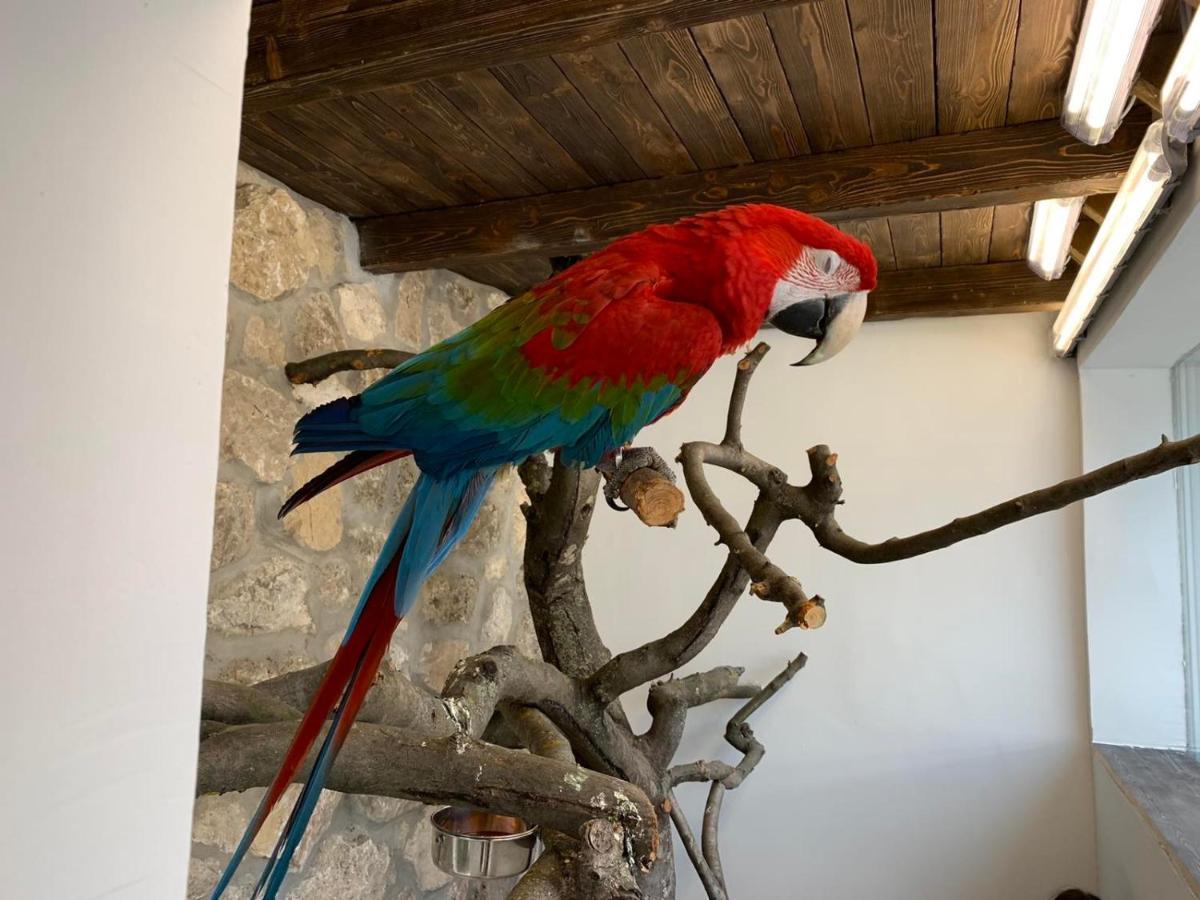 Resident Wellness Vendeghaz Bekescsaba Daire Dış mekan fotoğraf